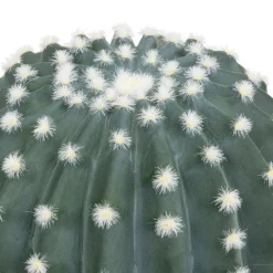 Cactus Rond Pot Plastique RAN H25